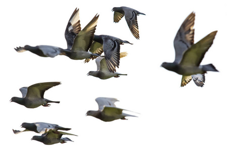 一群速度赛跑的鸽子在白色背景下飞行