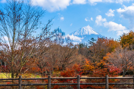 日本秋季环湖枫叶树的富士山美景