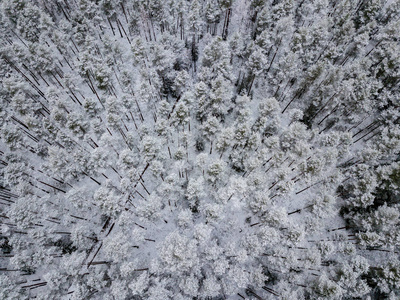 冬季森林地区用雪树的鸟瞰图