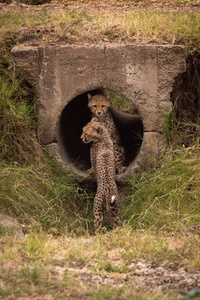 两只猎豹幼崽一起穿着混凝土管