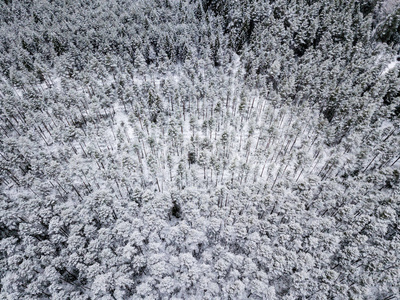 冬季森林地区用雪树的鸟瞰图