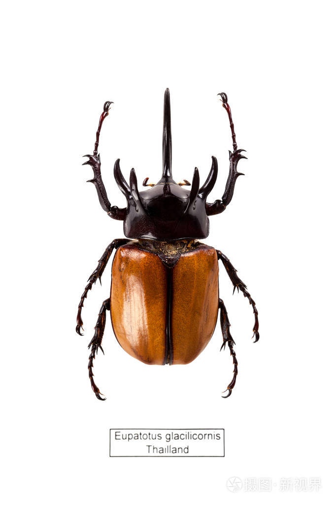 从上面分离到白色背景上的五角犀牛甲虫.