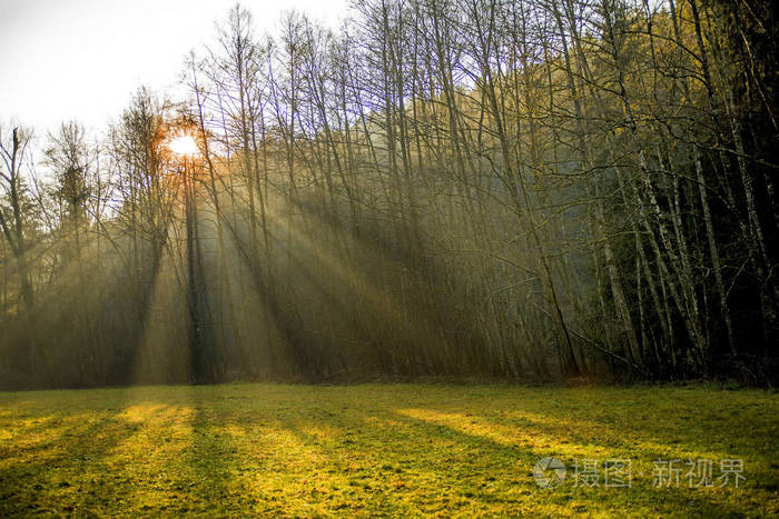 森林里的太阳光