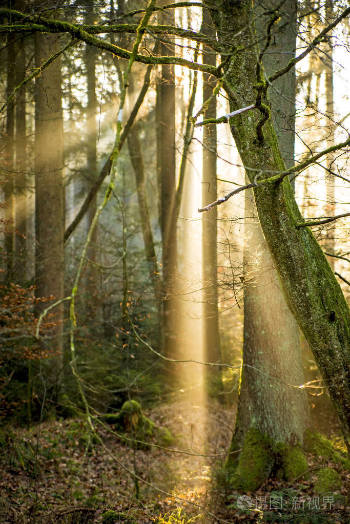 森林里的太阳光