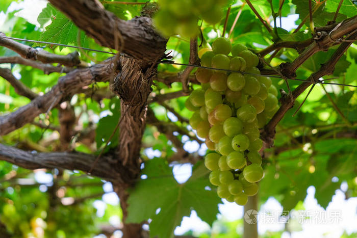关闭成熟的绿色葡萄枝,葡萄叶在葡萄园的背景. 范兰响越南