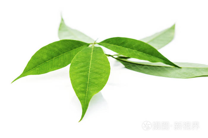 新鲜橡胶树的叶子隔离在白色的背景上