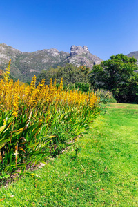 开普敦Kirstenbosch植物园背景中的黄色花朵和美丽的山脉