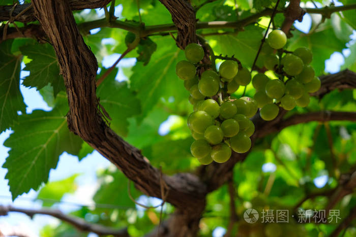 葡萄树. 葡萄园绿叶藤上鲜绿葡萄果实的股票照片图像.