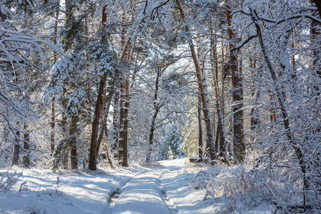 冬季雪覆盖森林。 很适合圣诞节背景。