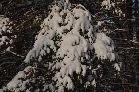 雪覆盖针叶林