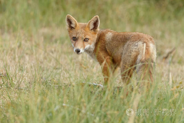 在荷兰沙丘上的春日，大自然中的少年红狐