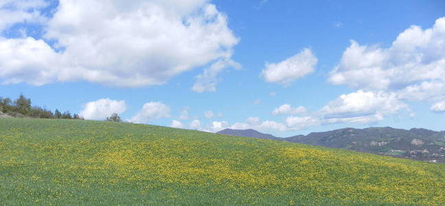 有黄花和蓝天的田野。 意大利波洛尼亚