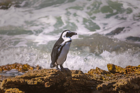 s bay, South Africa