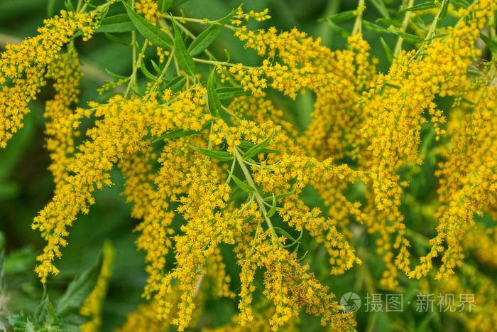 在公园里的一种植物的枝条上开花的黄色小花