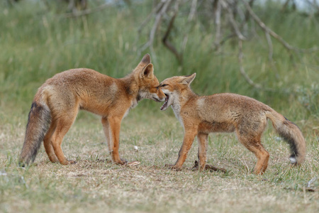 在荷兰沙丘上的春日，大自然中的幼狐