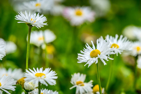 菊花菊花场