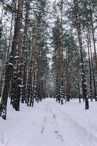 雪覆盖乡村道路在冬季松林。