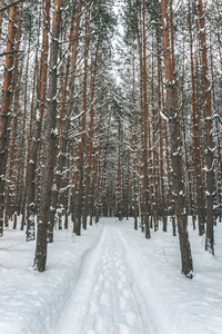 雪覆盖乡村道路在冬季松林。