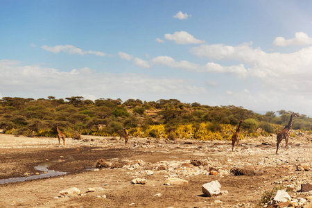 南非自然栖息地的长颈鹿小群长颈鹿