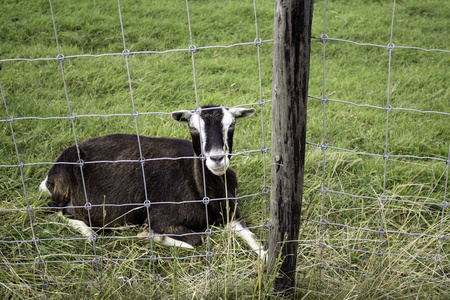 动物农场性质的山羊围栏