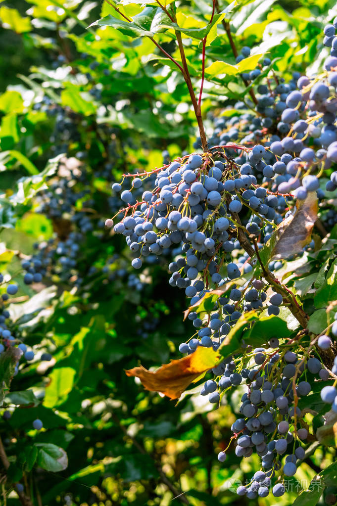 马霍尼亚灌木,有叶子和浆果.