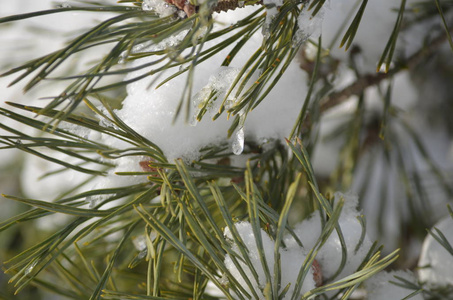 白雪覆盖的针头和冰钻石