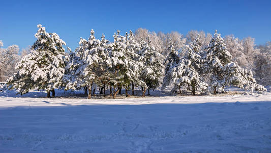 乌克兰一月的雪