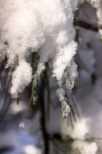 乌克兰一月的雪