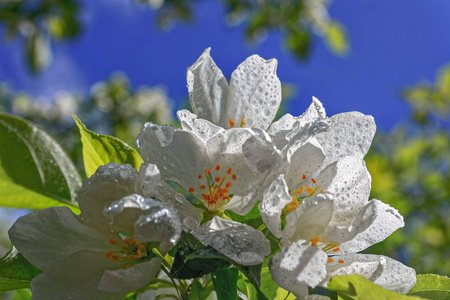 苹果树白花春花闭