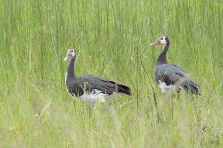 白脸吹口哨的鸭子树状细胞站在高高的草地上，阿卡格拉国家公园卢旺达