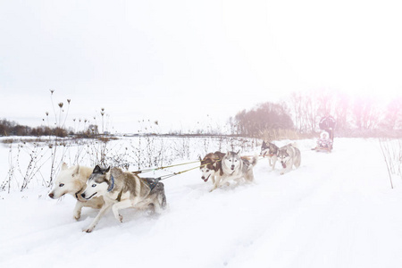 爱斯基摩人在阳光明媚的冬日拉雪橇