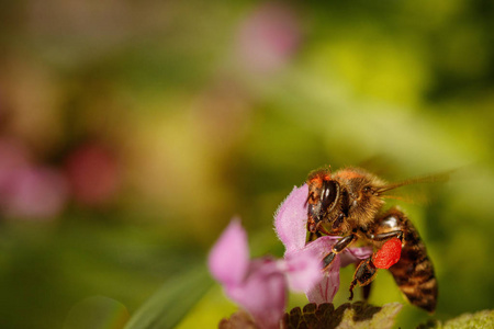 蜜蜂在一朵粉红色的花上收集花粉，采集花蜜，在蜂巢中产生蜂蜜