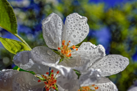 苹果树白花春花闭