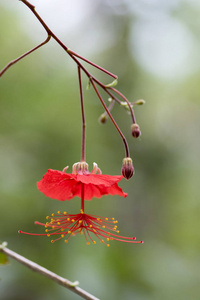 芙蓉花红热带开花植物，美丽的花朵盛开，又称红灯笼芙蓉花，绿色背景