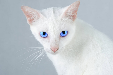 白色小猫肖像纯白猫，蓝眼睛在孤立的背景前视图。