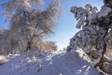 乌克兰一月的雪