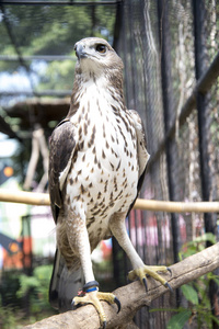 动物园里多变的鹰鹰。 泰国