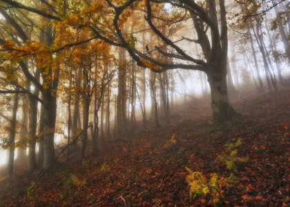 秋天森林里雾蒙蒙的早晨。 森林中的雾