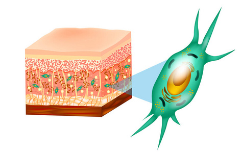成纤维细胞和人体皮肤结构肌肉脂肪细胞透明质酸弹性蛋白胶原成纤维细胞。