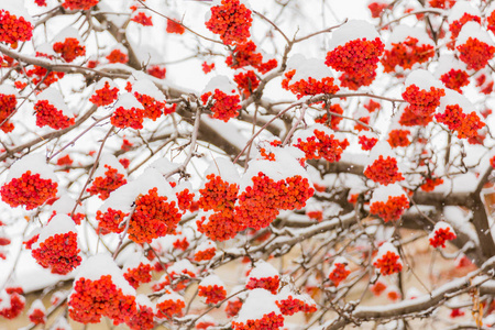树枝上的雪和霜。 成熟的罗万束。 冬天。