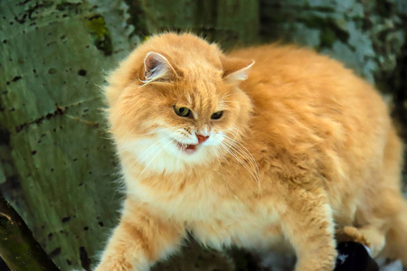 大美丽红猫图片