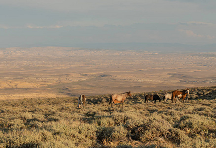 科罗拉多州的沙洗池里的野马
