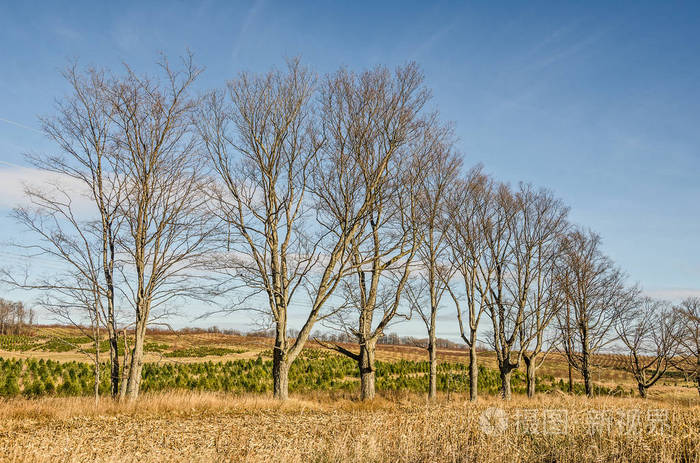 光秃秃的树排在一片小树场里