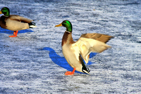 一只黄色的小鸭子,长着美丽的羽毛,在大自然中的一只冰冻湖的蓝色冰上