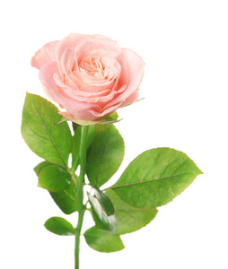 白色背景上美丽的粉红色玫瑰
