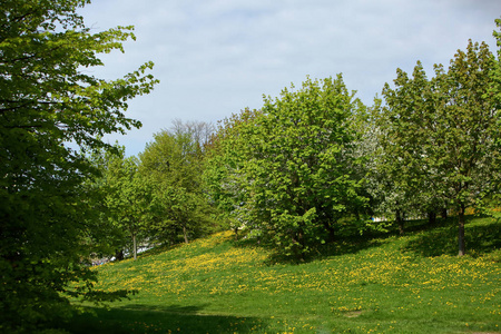 春天的风景有黄色盛开的蒲公英花和美丽的落叶树和蓝天。