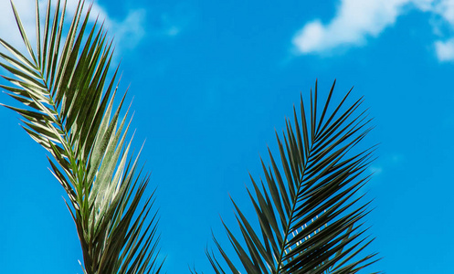 棕榈叶对天空。 选择性聚焦。 大自然