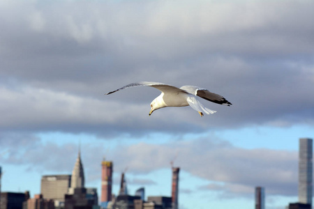 海鸥飞行特写镜头，背景为部分曼哈顿天际线