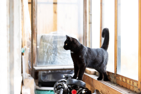 下午可爱的黑猫走在阳台上