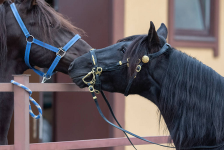 马厩里两匹西班牙马的肖像。 两匹马互相认识了。